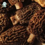 1 nấm morel